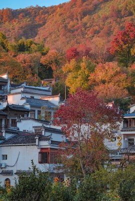 【皖南秋色】观协里-塔川秋色-奇墅晨雾日出,品水墨宏村(夜游+日游),遍地徽菊,登黄山观天下,经典2日游(可选:休闲A线-品宏村徽州文化;运动B线-登黄山观天下)